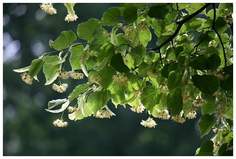 Limes Trees