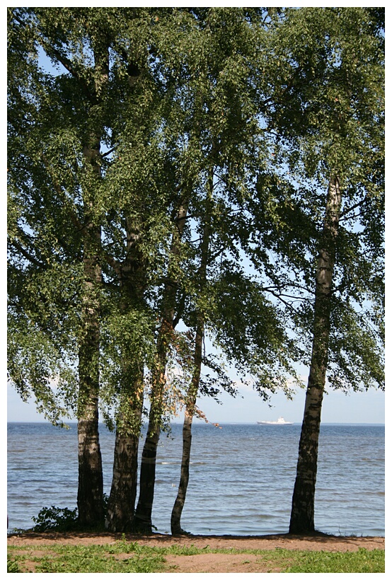 Birch Trees