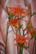 Flowers at the Monastery