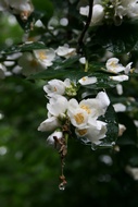 Weaping Flower