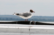 Lake Nero Birds