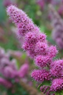 Northern Flower