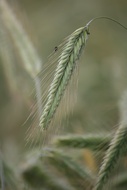 Wheat Ear