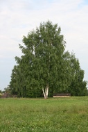 Big Birch