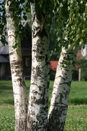 Birch Logs