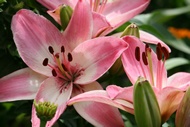 Lily Flowers