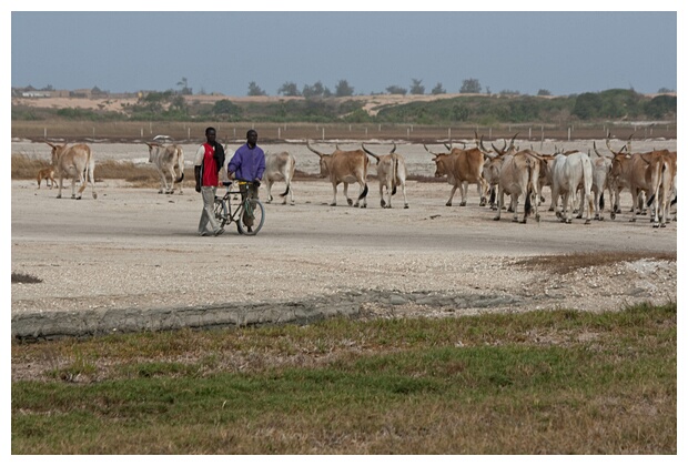 Men and Cows