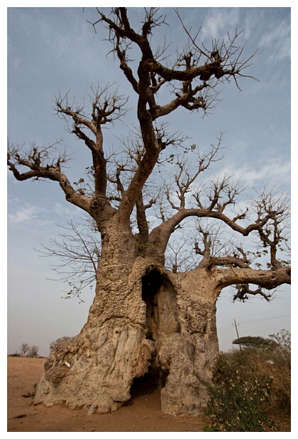 African Tree