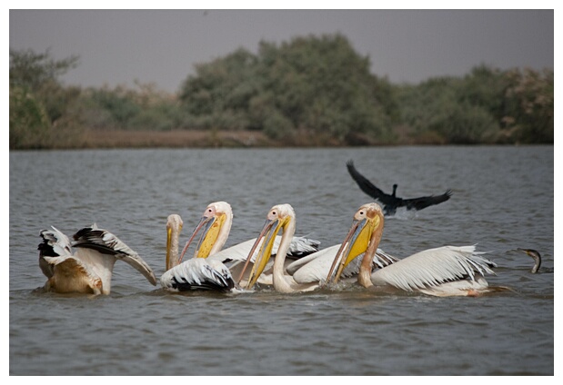 Djoudj National Park