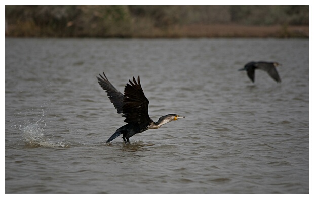 Cormorants