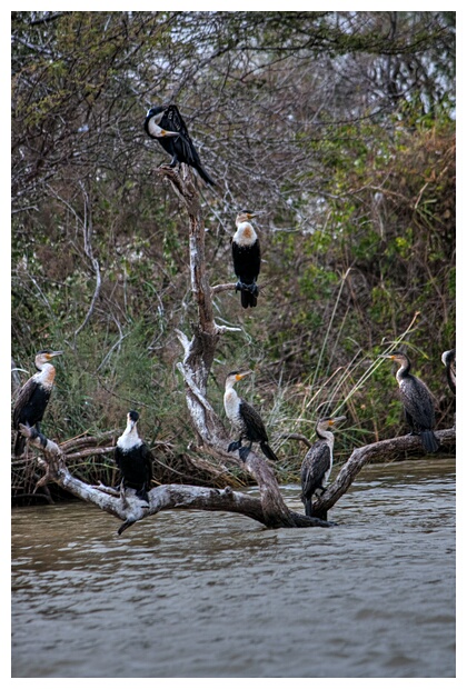 Cormorants' rest