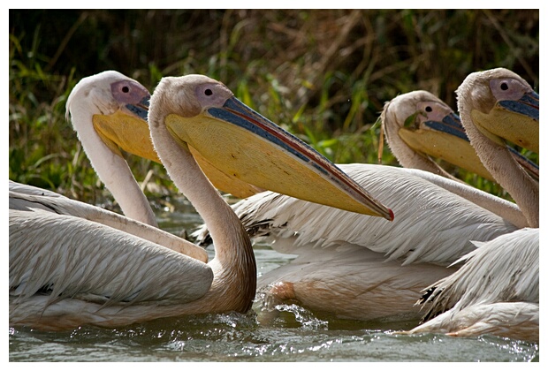 Pelicans