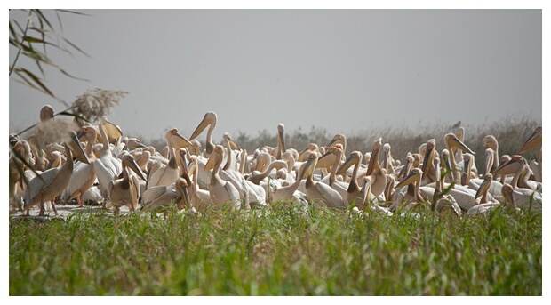 Pelicans Nest