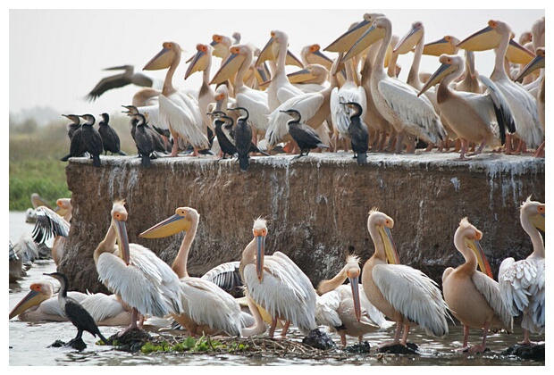 Pelican Colony