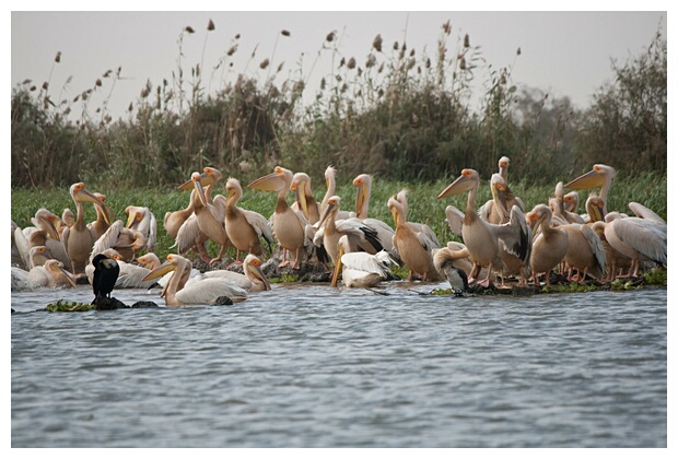 Flocks of Pelicas