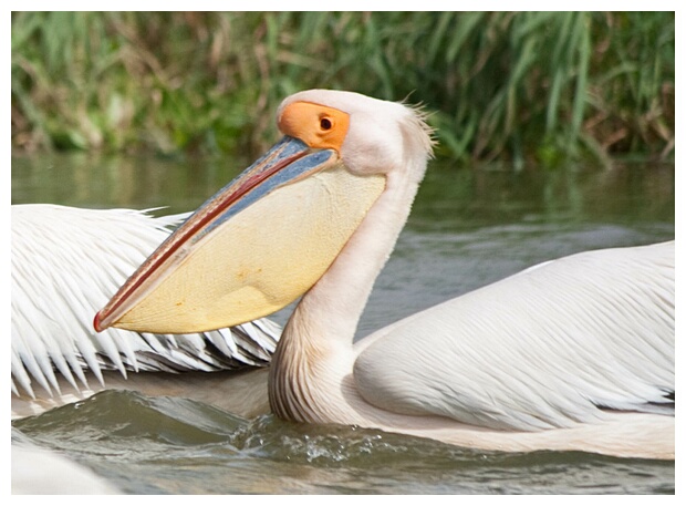 Female Pelican