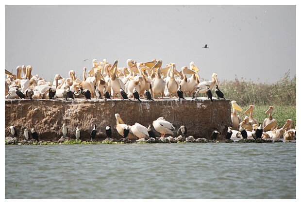 Pelican Colony