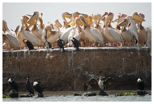 Threaten Wildlife