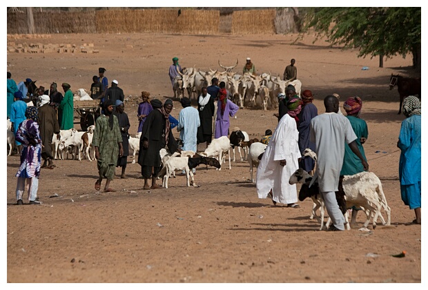 Cattle Market