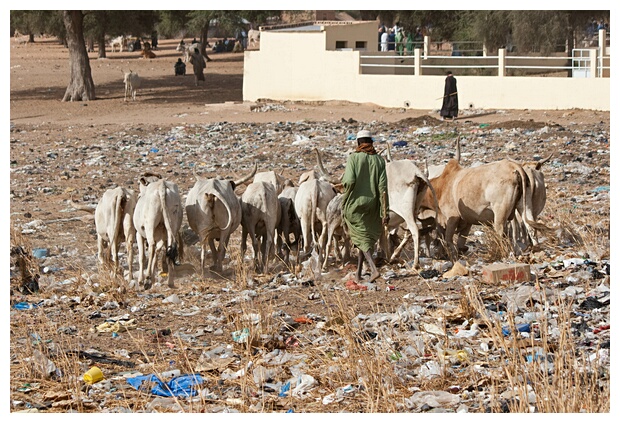 Cattle Herder