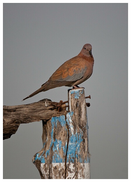 Laughing Dove