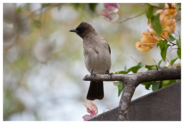 Common Bulbul