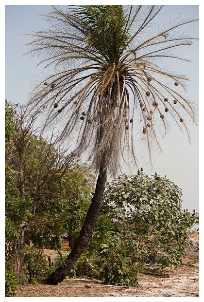 Village Weaver Colony