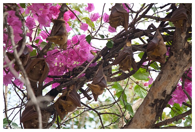 Sleeping Bats