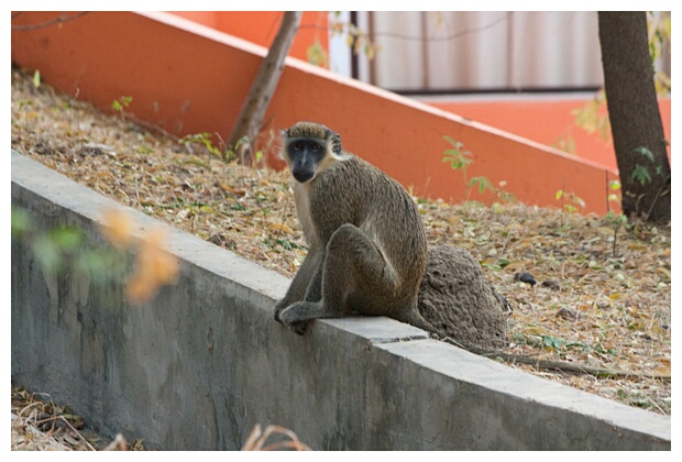 Monkey