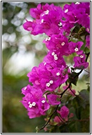 Bougainvillea