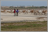 Men and Cows