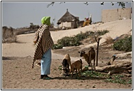Shepherd