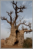 African Tree