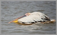 Pelican