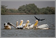 Djoudj National Park