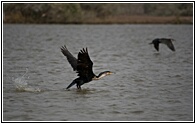Cormorants