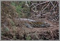 Monitor Lizard