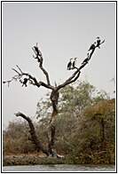 Great Cormorants