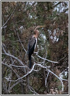 Purple Heron