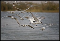 Birds Fishing