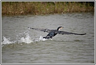 Cormorant Taking Off