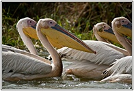 Pelicans