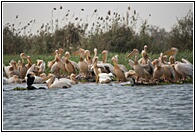 Flocks of Pelicas