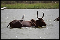 Cow with Bird