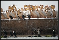 Threaten Wildlife