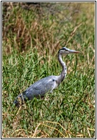 Grey Heron