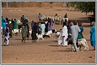 Cattle Market