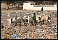 Cattle Herder