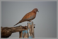 Laughing Dove