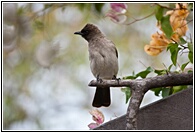 Common Bulbul
